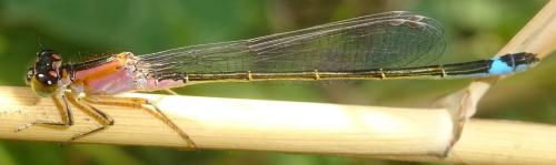 Réf. 354 453 : Ischnura sp.